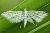 Watermilfoil Leafcutter Moth Parapoynx allionealis #4764
