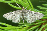 Yellow-spotted Webworm Moth Anageshna primordialis #5176