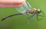 Racket-tailed Emerald Dorocordulia libera