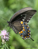 Spicebush Swallowtail