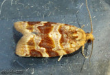 Pine Tube Moth Argyrotaenia pinatubana #3602