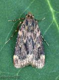 Grease Moth Aglossa cuprina #5518