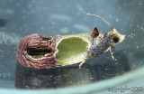 Sculptured Moth Eumarozia malachitana #2749