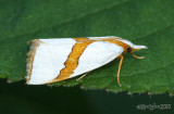Straight-lined Argyria Moth Vaxi critica #5466