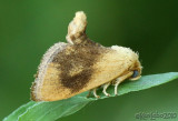 Abbreviated Button Slug Moth Tortricidia flexuosa #4654
