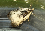 Malana Leafroller Moth Olethreutes malana #2820