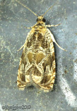 Raspberry Leafroller Moth Olethreutes permundana #2817
