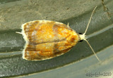 Blueberry Leaftier Moth Acleris curvalana #3504