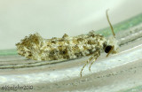 Xylesthia pruniramiella #0317