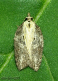 Multiform Leafroller Moth Acleris flavivittana #3542