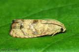 Filbertworm Moth Cydia latiferreana #3494