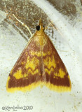 Mint-loving Pyrausta Moth Pyrausta acrionalis #5071