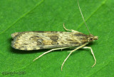 Lucerne Moth Nomophila nearctica #5156