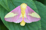Rosy Maple Moth Dryocampa rubicunda #7715