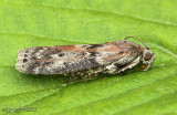 Black-spotted Leafroller Moth Sciota virgatella #5797