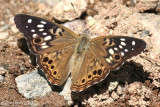 Hackberry Butterfly