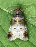 Orange-tufted Oneida Moth Oneida lunulalis #5588