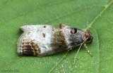 Orange-tufted Oneida Moth Oneida lunulalis #5588