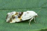 Olive-shaded Bird-dropping Moth Tarachidia candefacta #9090