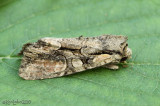 Speckled Cutworm Moth Lacanobia subjuncta #10299