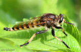 Robber Fly Promachus rufipes