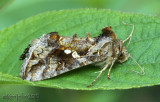 Soybean Looper Moth Chrysodeixis includens #8890