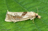 Eucosma similiana #3116.1