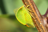 Buffalo Treehopper Stictocephala bisonia