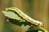 Black-spotted Prominent