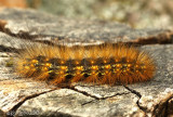 Yellow Bear Spilosoma virginica