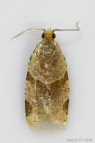 Garden Tortrix Moth Clepsis peritana #3688