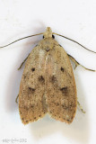 Gold-striped Leaftier Moth Machimia tentoriferella #0951