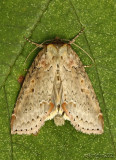 Tufted Thyatirid Moth Pseudothyatira cymatophoroides #6237