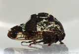 treehopper