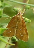 White-spotted Brown Moth Diastictis ventralis #5255