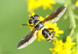 Feather-legged Fly Trichopoda plumipes