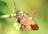 Leaf-footed bug