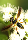 Feather-legged Fly Trichopoda plumipes