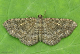 Somber Carpet Moth Disclisioprocta stellata #7417
