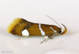 Suzukis Promalactis Moth Promalactis suzukiella #1047.1