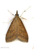 Celery Leaftier Moth Udea rubigalis #5079