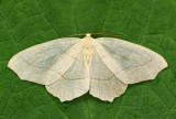 Hemlock Looper Moth Lambdina fiscellaria #6888 