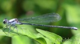 Powdered Dancer Argia moesta