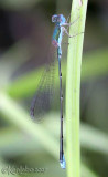 Southern Sprite Nehalennia integricollis