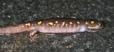 Spotted Salamander crossing road at French Creek
