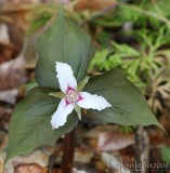 Painted Trillium