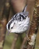 Black-and-white Warbler - female