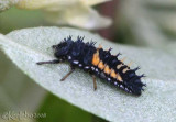 Asian Multicolored Lady Beetle larva