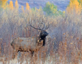 Bull elk misty morning