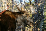 Shiras moose